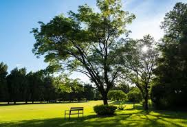 Disponen de parcelas para sepultar a bebés no nacidos vivos