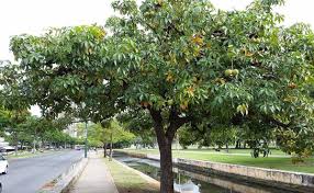 Image result for Sterculia appendiculata