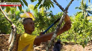 Quality Cocoa Enriches Lives: The Philippines