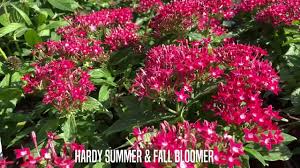 Image result for Pentas schumanniana