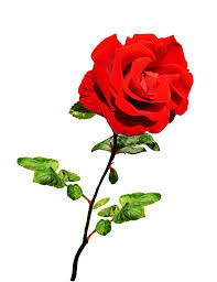 Search for valentine roses pictures, lovepik.com offers 54066 all free stock images, which updates 100 free pictures daily to make your work professional and easy. Clipart Of Valentine Day Roses