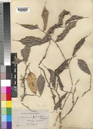 Image result for Napoleonaea angolensis