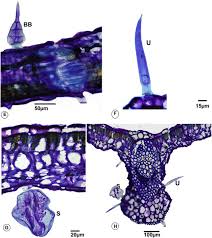 Image result for Rhynchosia totta