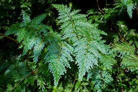 Image result for Selaginella vogelii