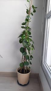 Image result for Cissus rotundifolia