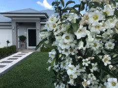 Image result for Rothmannia globosa