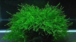 We did not find results for: Java Moss Taxophyllum Barberi 5cmx5cm Nano Tanks Australia Aquarium Shop