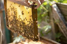 Wenn sie ein neues zuhause bauen, sollten sie auch berücksichtigen, dass sie einen attraktiven garten vor diesem haus haben müssen, ferner ihn mit ihrem architekten. Bienen Im Garten Halten Tipps Fur Angehende Hobby Imker