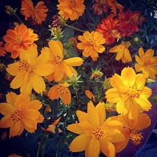 Hd to 4k quality, all ready for download! Good Morning Color Challenge Beautiful Flower Steemit