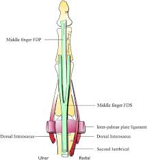 Together with the deep layer of ventral aqueduct muscles. A Biomechanical And Evolutionary Perspective On The Function Of The Lumbrical Muscle Journal Of Hand Surgery