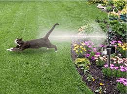 Pin On Gardening