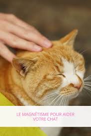 Magnetiseur Pour Chat Les Bienfaits Du Magnetisme Pour Le Chat Magnetisme Chat Magnetiseur