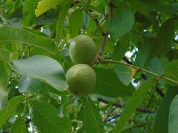 Plant your own nut trees so you can enjoy these healthy and delicious treats all winter long. Gsp Black Walnut Trees Greenwood Nursery