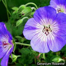 Get the best deal for yarrow partial shade perennial flower & plant seeds from the largest online selection at ebay.com. Top 10 Perennials To Grow In Colorado Gulley Greenhouse
