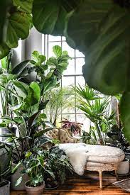 Big and beautiful philodendrons and majesty palms are perfect for adding the finishing touch to any room and for filling in empty corners and walls. 30 Best Indoor Plants For Apartments Best Houseplants For Apartment Dwellers