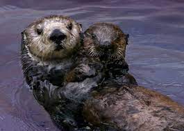 Toola 501 One Happy Family Sea Otter Monterey Bay Aquarium Baby Sea Otters