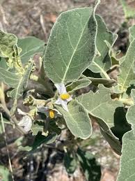 Image result for Solanum cyaneopurpureum