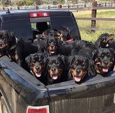 You Can Never Have Too Many Rotties Sevimli Kopek Yavrulari Kopek Evcil Hayvanlar