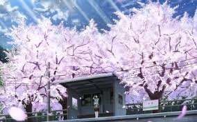 If he said he made it then ya, destroy him with insults. 68 4k Ultra Hd Cherry Blossom Wallpapers Background Images Wallpaper Abyss