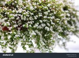 Image result for Sutera debilis