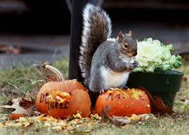 Squirrels are members of the sciuridae family, which are considered rodents. 17 Squirrels That Will Eat Your Jack O Lantern