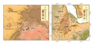 Image result for Erythrococca trichogyne