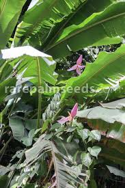 Image result for Musa ornata