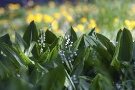 What Is The Meaning Of Lily Of The Valley Lily Of The Valley Lily The Valley