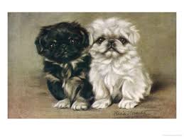 Black And White Pekingese Black And A White Pekingese Puppy Sit Close Together Giclee Print By P Kirmse At Art Com Pekingese Puppies Puppy Sitting Pekingese