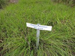 Image result for Paspalum plicatulum
