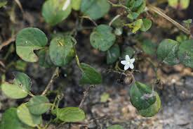 Image result for Evolvulus nummularius