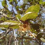 Image result for Monotes africanus