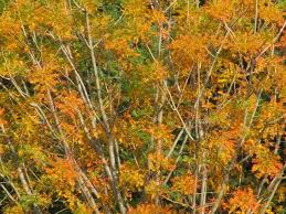 Image result for Kirkia