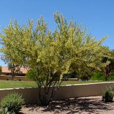Image result for Acacia