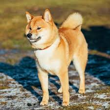 A small, alert and agile dog that copes very well with mountainous terrain and hiking trails. Shiba Inu Hunde