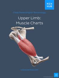 So much complicated, in fact, you won't understand anything. Muscle Anatomy Reference Charts Free Pdf Download Kenhub