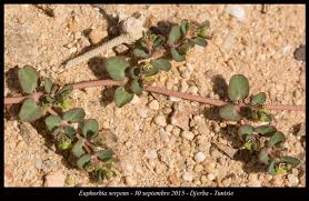 Image result for Euphorbia serpens