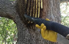 Organic pest control doesn't have to mean fruits and veggies riddled with worms. Wasp Bee Removal Houston Tx Abc Home Commercial Services