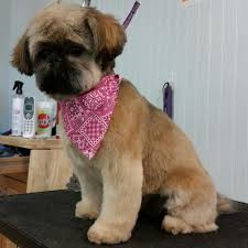 75% of owned pets are neutered. Doggone Pet Spa