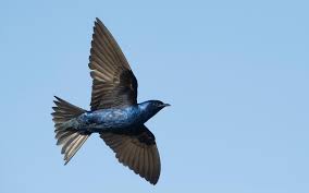 Purple martins sing and are often on the wing a few hours before dawn. Purple Martin Audubon Field Guide