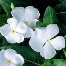 Laxman mankala on december 29, 2011 Beautiful White Flowers For Your Garden Interior Design Ideas Avso Org