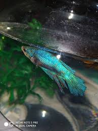 Female Betta Fish Betta Fish Betta Fish