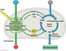 C4 photosynthesis c3 photosynthesis noncyclic photophosphorylation carbon. Week 5 8 3 7 1 7 6 Flashcards Quizlet