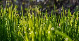 Use trimmers to prune your grass in the late winter or early spring months. How Long Does It Take Grass Seed To Grow Lawn Chick