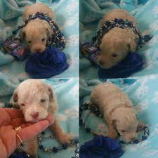 It's free to post an ad. Shih Tzu Shihpoo Maltipoo Puppies For Sale Las Vegas Nv