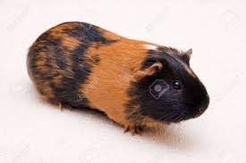 Use our search to check out the pets available. Black And Brown Guinea Pig Sitting On A Floor Stock Photo Picture And Royalty Free Image Image 5043905