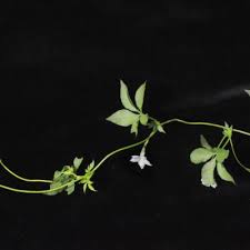 Image result for Ipomoea hochstetteri