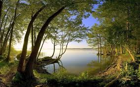 Painting of river in forest, body. Green Nature Hd Wallpaper For Android Apk Download