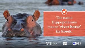 Jul 18, 2020 · the average weight of a male hippopotamus is 1500 kg; Hippo Fact Sheet Blog Nature Pbs