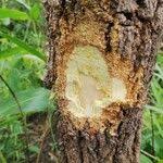 Image result for Garcinia huillensis